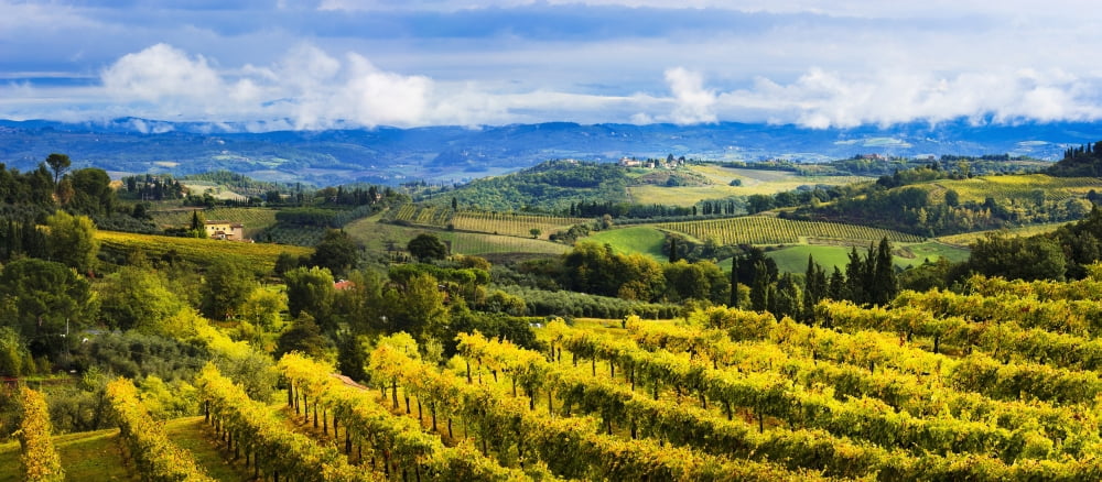 Vineyard San Gimignano Tuscany Italy Canvas Art - Yves Marcoux Design Pics (44 x 20)
