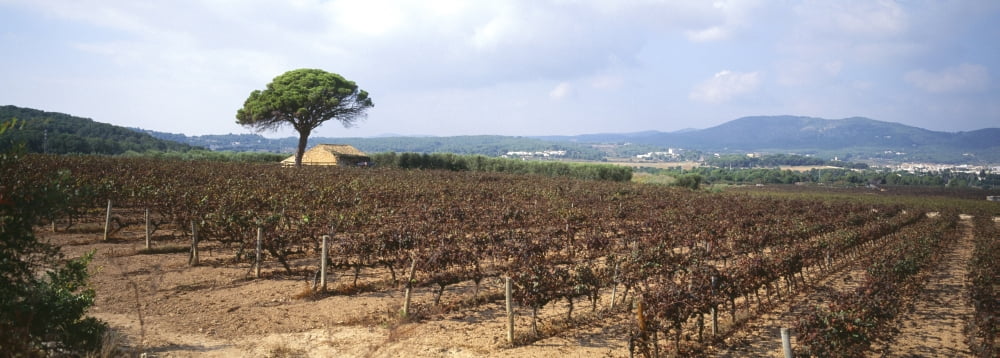 Vineyard Sitges Barcelona Catalonia Spain Canvas Art - Panoramic Images (27 x 9)