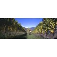 thumbnail image 1 of Vineyard, Sitges, Barcelona, Catalonia, Spain Poster Print (27 x 9), 1 of 1