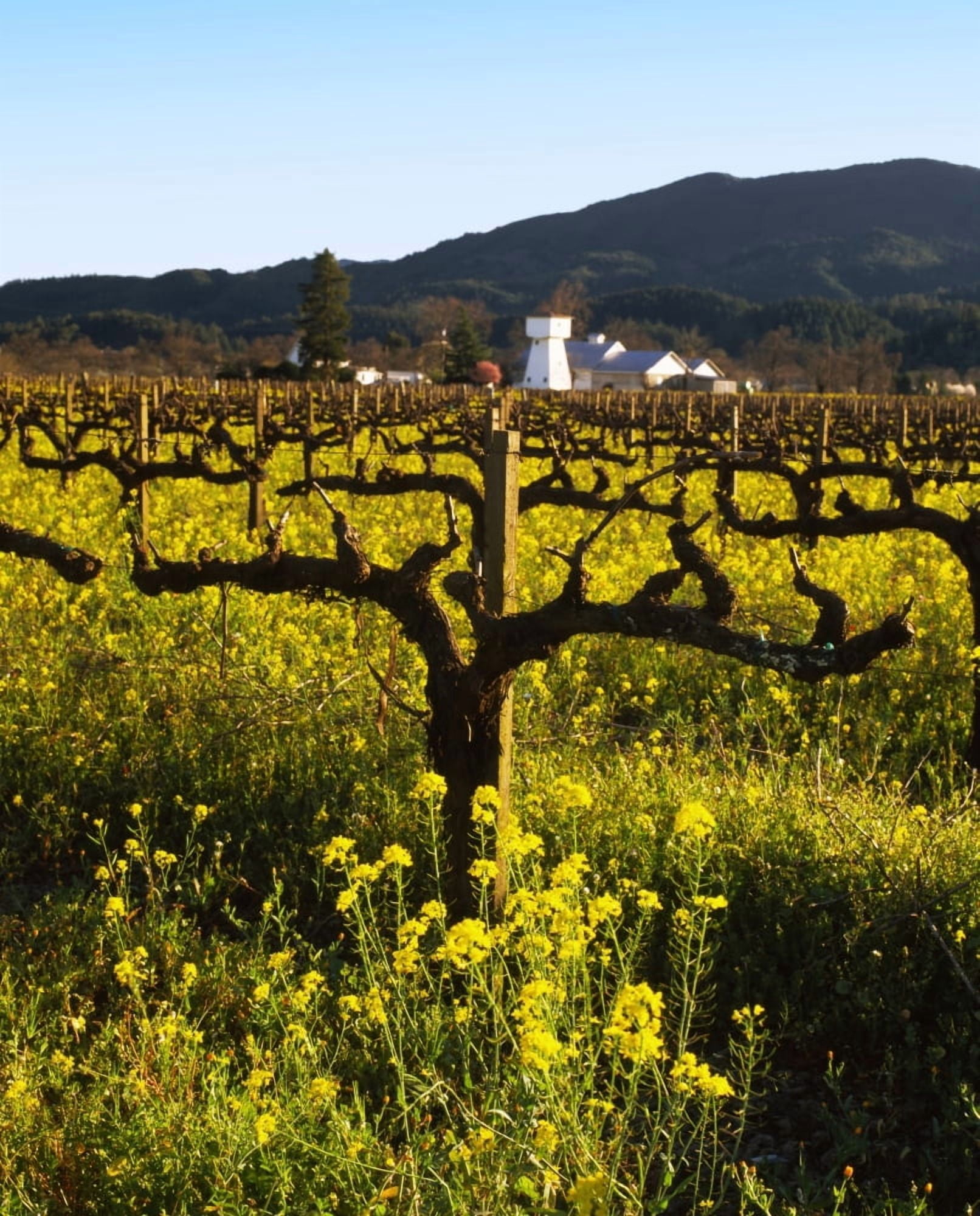 Vineyard Sonoma California USA Canvas Art - Panoramic Images (28 x 22)