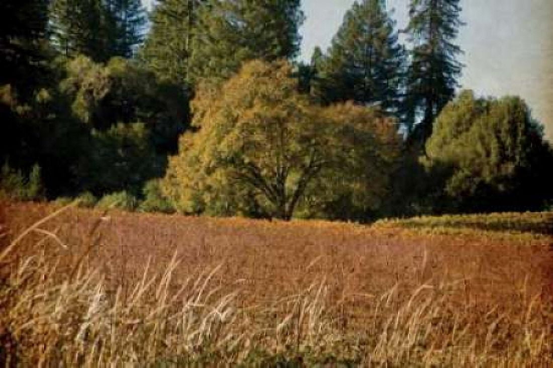Vineyard Tapestry I Canvas Art - Rita Crane (24 x 36)