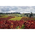 thumbnail image 1 of Vineyard, Te Kauwhata, Waikato, North Island, New Zealand Poster Print by David Wall (34 x 23), 1 of 1