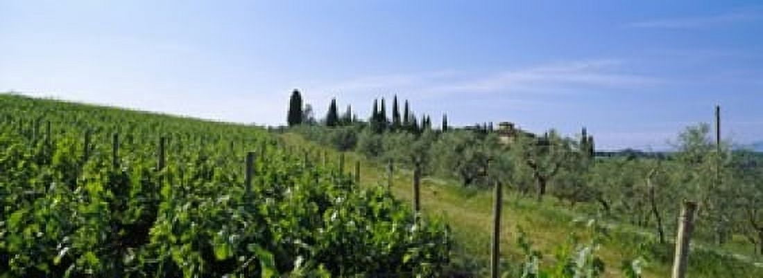 Vineyard Tuscany Italy Canvas Art - Panoramic Images (18 x 7)
