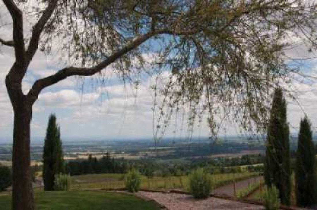 Vineyard Vista Canvas Art - Erin Berzel (20 x 28)