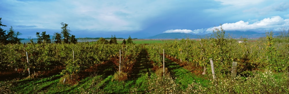 Vineyard Washington State USA Canvas Art - Panoramic Images (36 x 12)