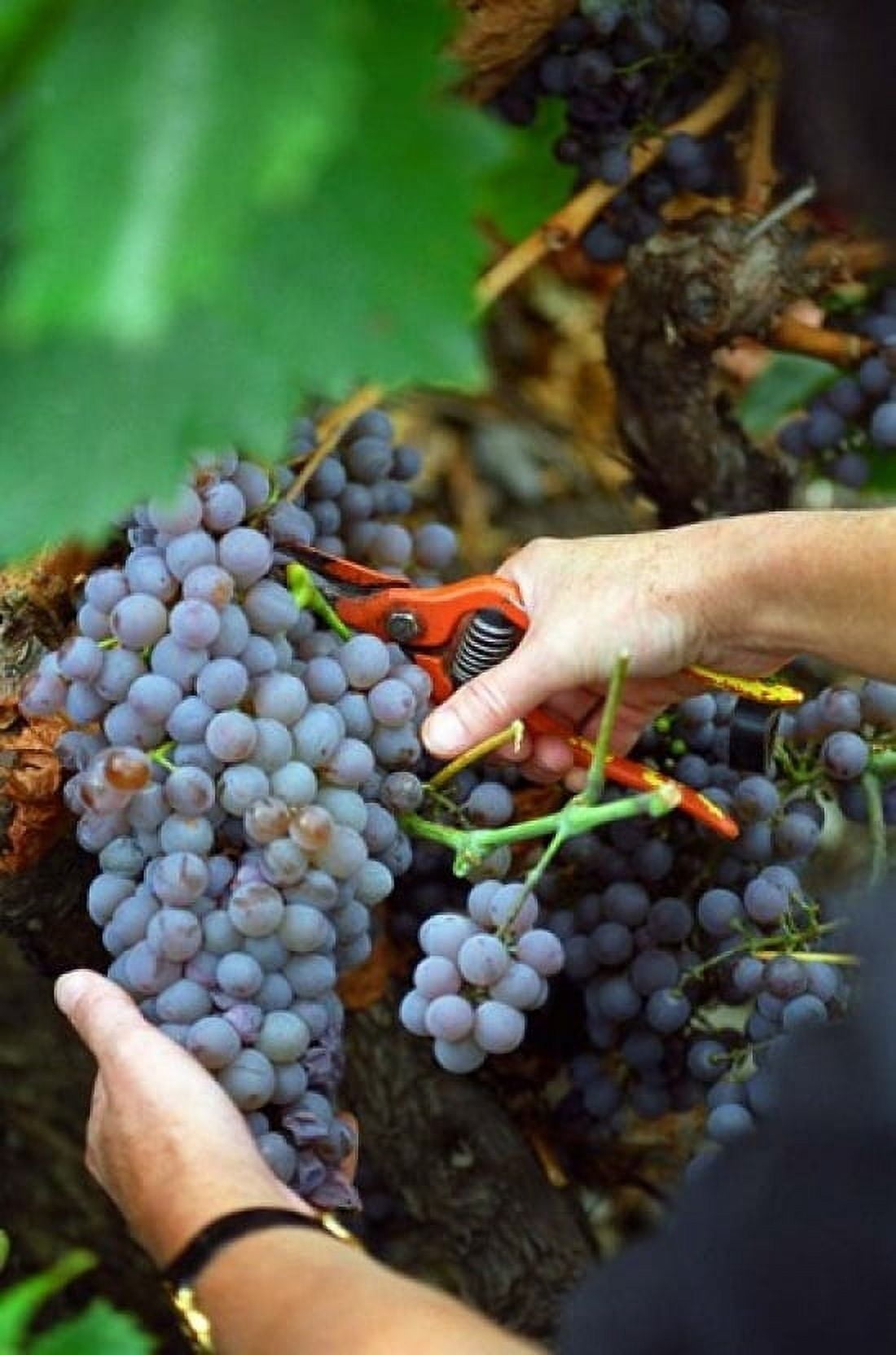 Vineyard Worker Harvesting Grenache Noir Grapes Canvas Art - Per Karlsson DanitaDelimont (24 x 36)