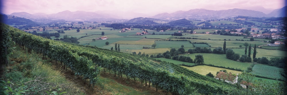 Vineyard above Saint-Jean-Pied-de-Port Pyrenees-Atlantiques Aquitaine France Canvas Art - Panoramic Images (6 x 18)