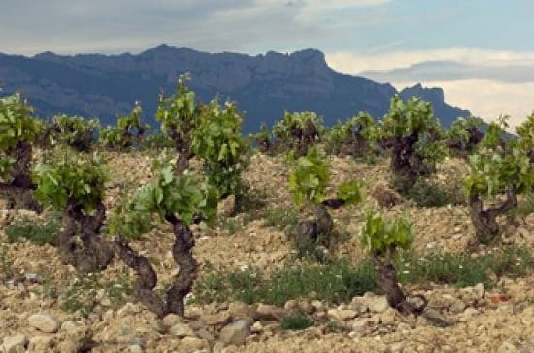 Vineyard along the San Vicente to Banos de Ebro Road La Rioja Spain Canvas Art - Janis Miglavs DanitaDelimont (24 x 15)