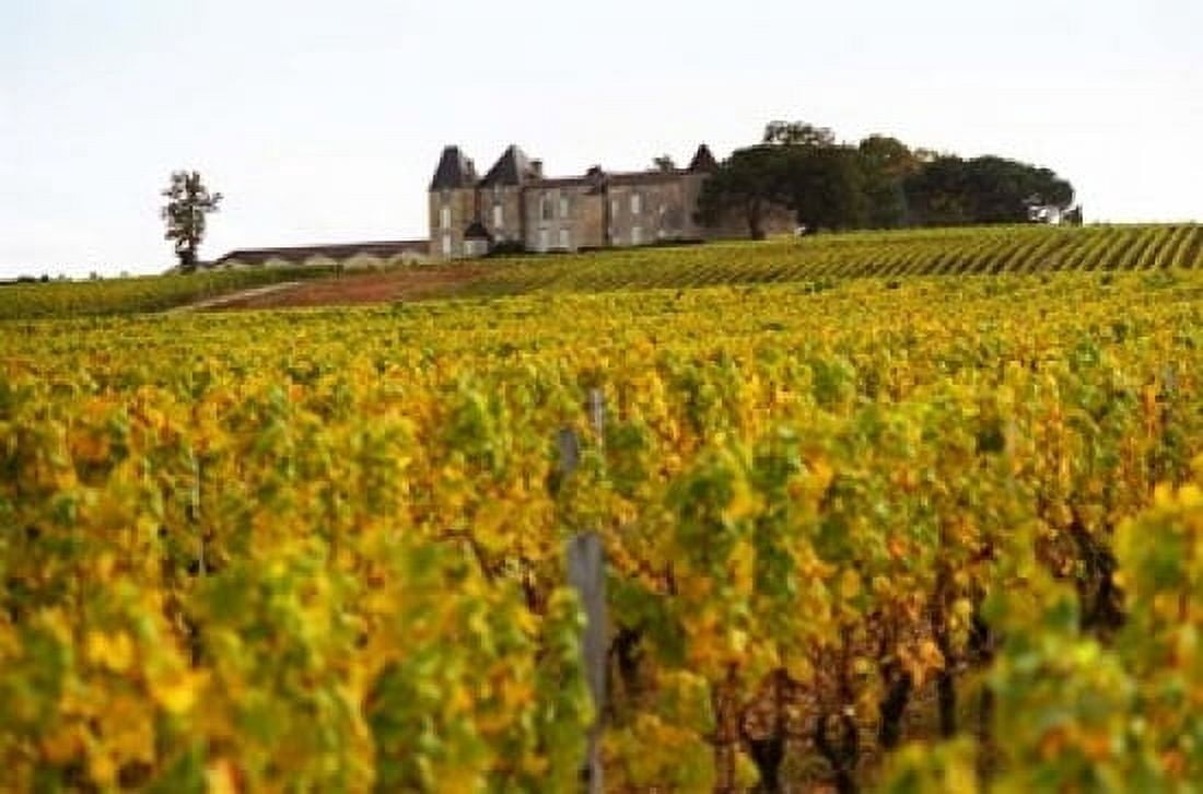 Vineyard and Medieval Chateau Canvas Art - Per Karlsson DanitaDelimont (36 x 24)