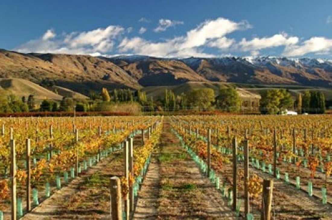 Vineyard and Pisa Range Cromwell Central Otago South Island New Zealand Canvas Art - David Wall DanitaDelimont (26 x 18)