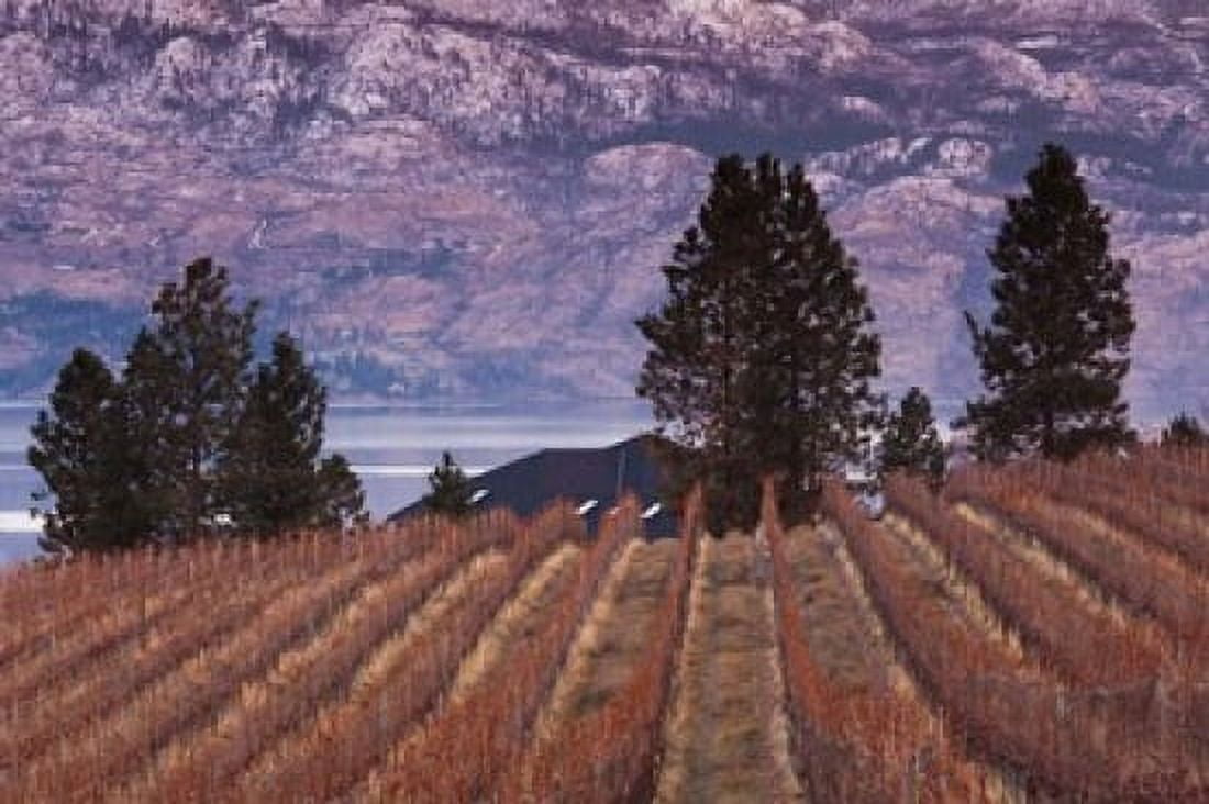 Vineyard and lake West Kelowna Okanagan Valley British Columbia Canada Canvas Art - Walter Bibikow DanitaDelimont (29 x 19)