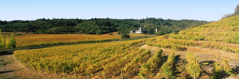 Vineyard at Chateau Souverain Winery Sonoma County California USA Canvas Art - Panoramic Images (36 x 12)