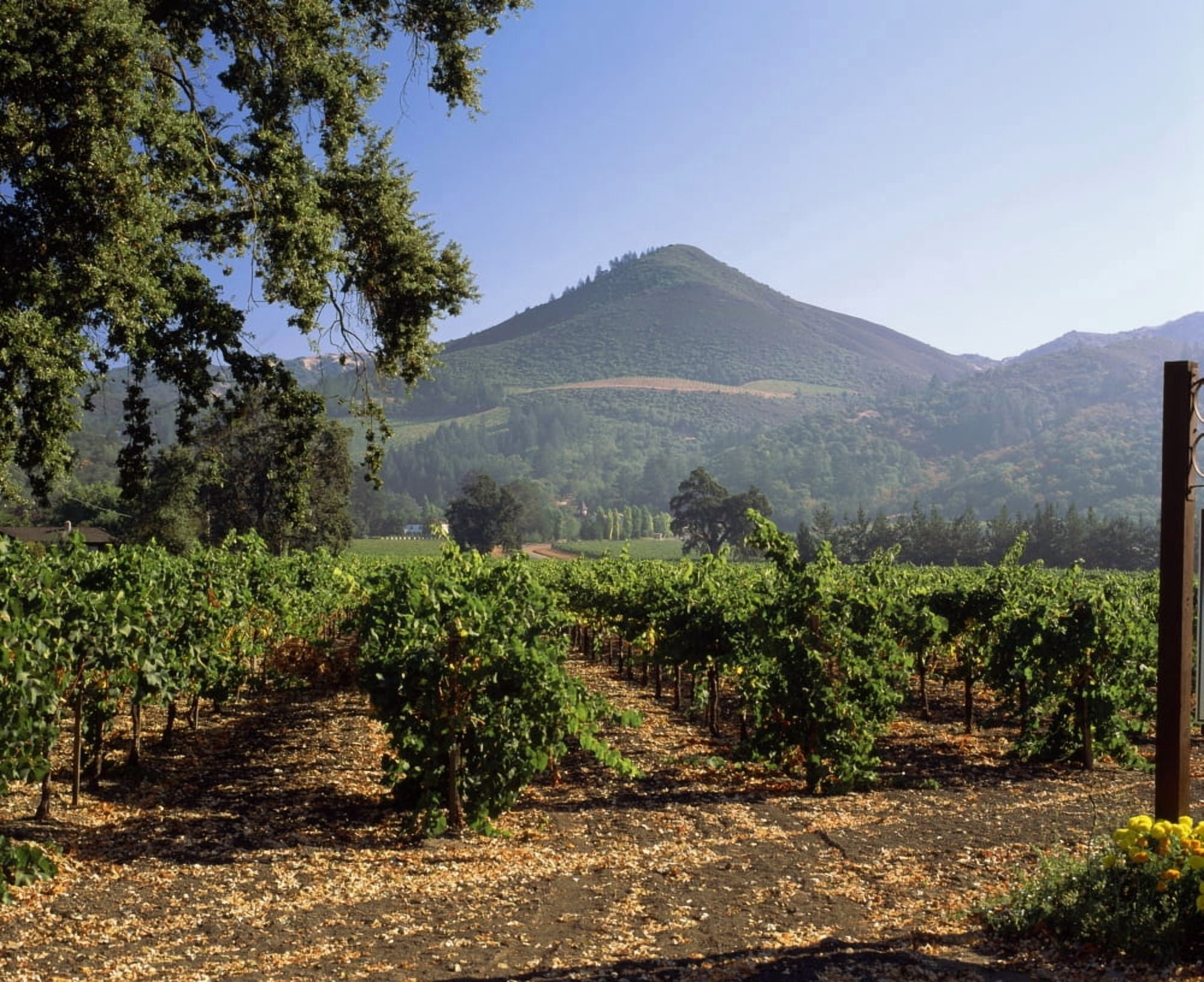 Vineyard at Chateau St Jean Winery Kenwood Sonoma County California USA Canvas Art - Panoramic Images (22 x 27)