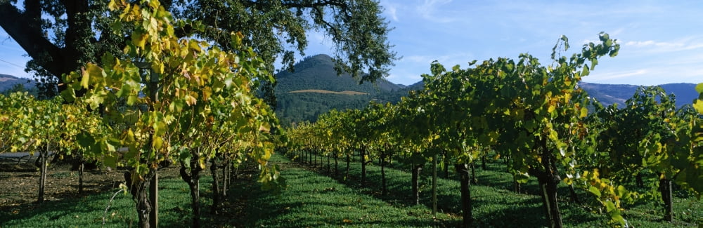 Vineyard at Chateau St Jean Winery Kenwood Sonoma County California USA Canvas Art - Panoramic Images (27 x 9)