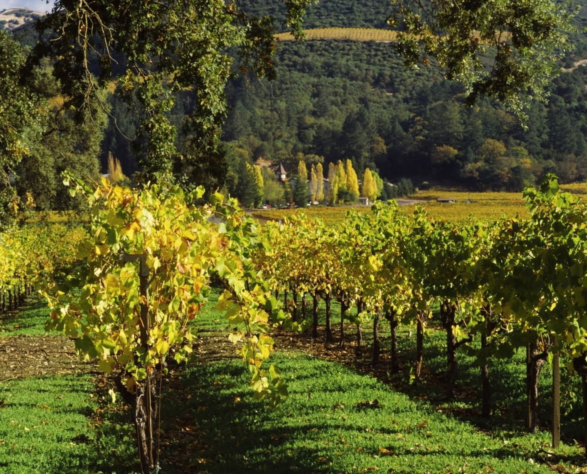 Vineyard at Chateau St Jean Winery Kenwood Sonoma County California USA Canvas Art - Panoramic Images (28 x 22)