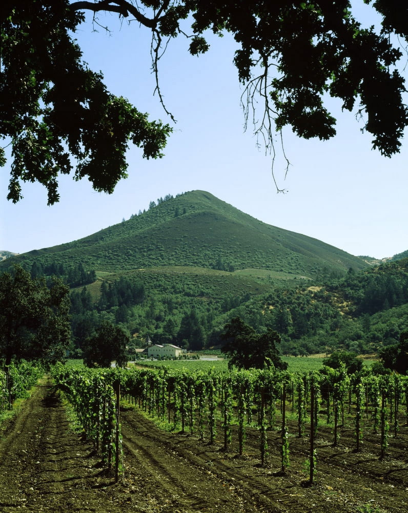 Vineyard at Chateau St Jean Winery Kenwood Sonoma County California USA Canvas Art - Panoramic Images (9 x 27)