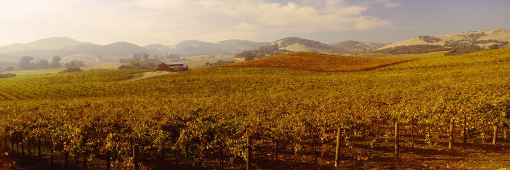 Vineyard at Domaine Carneros Winery Sonoma Valley California USA Canvas Art - Panoramic Images (27 x 9)