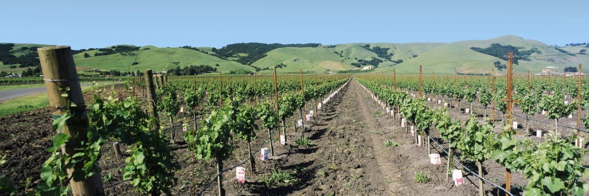 Vineyard at Domaine Carneros Winery Sonoma Valley California USA Canvas Art - Panoramic Images (27 x 9)