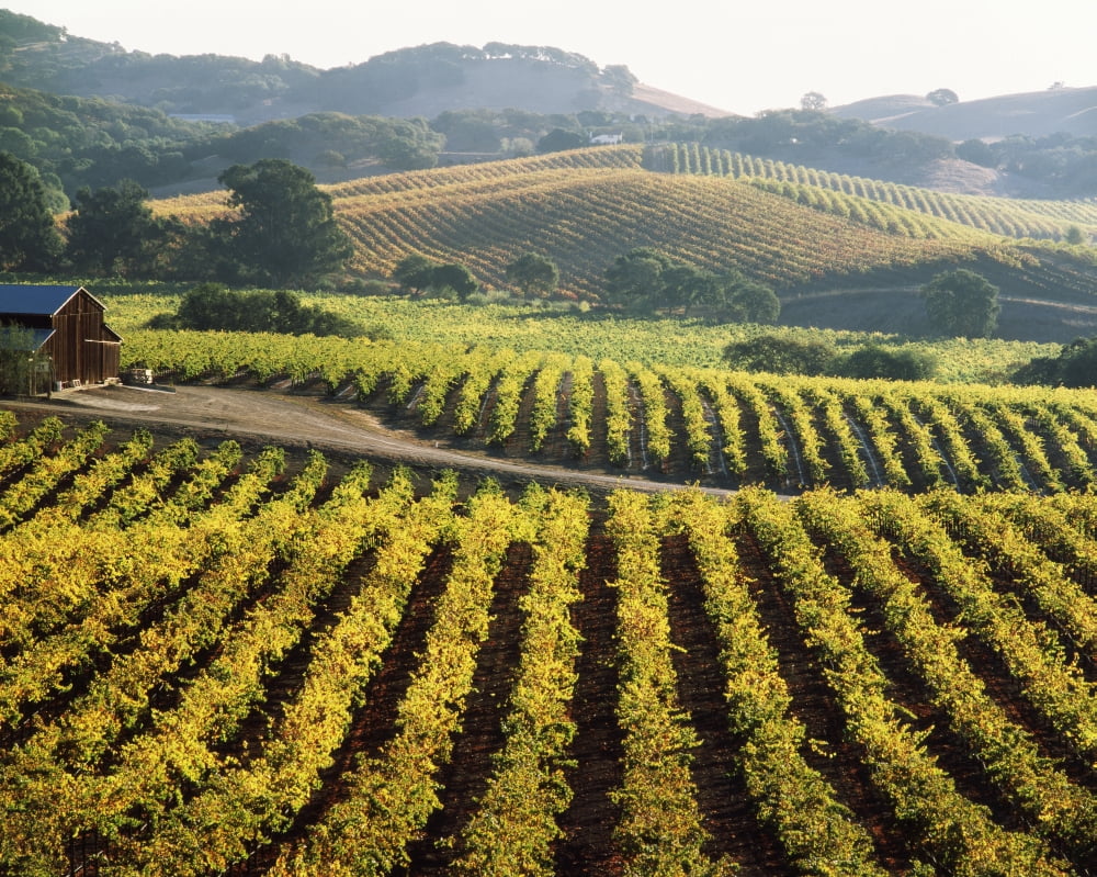 Vineyard at Domaine Carneros Winery Sonoma Valley California USA Canvas Art - Panoramic Images (29 x 36)