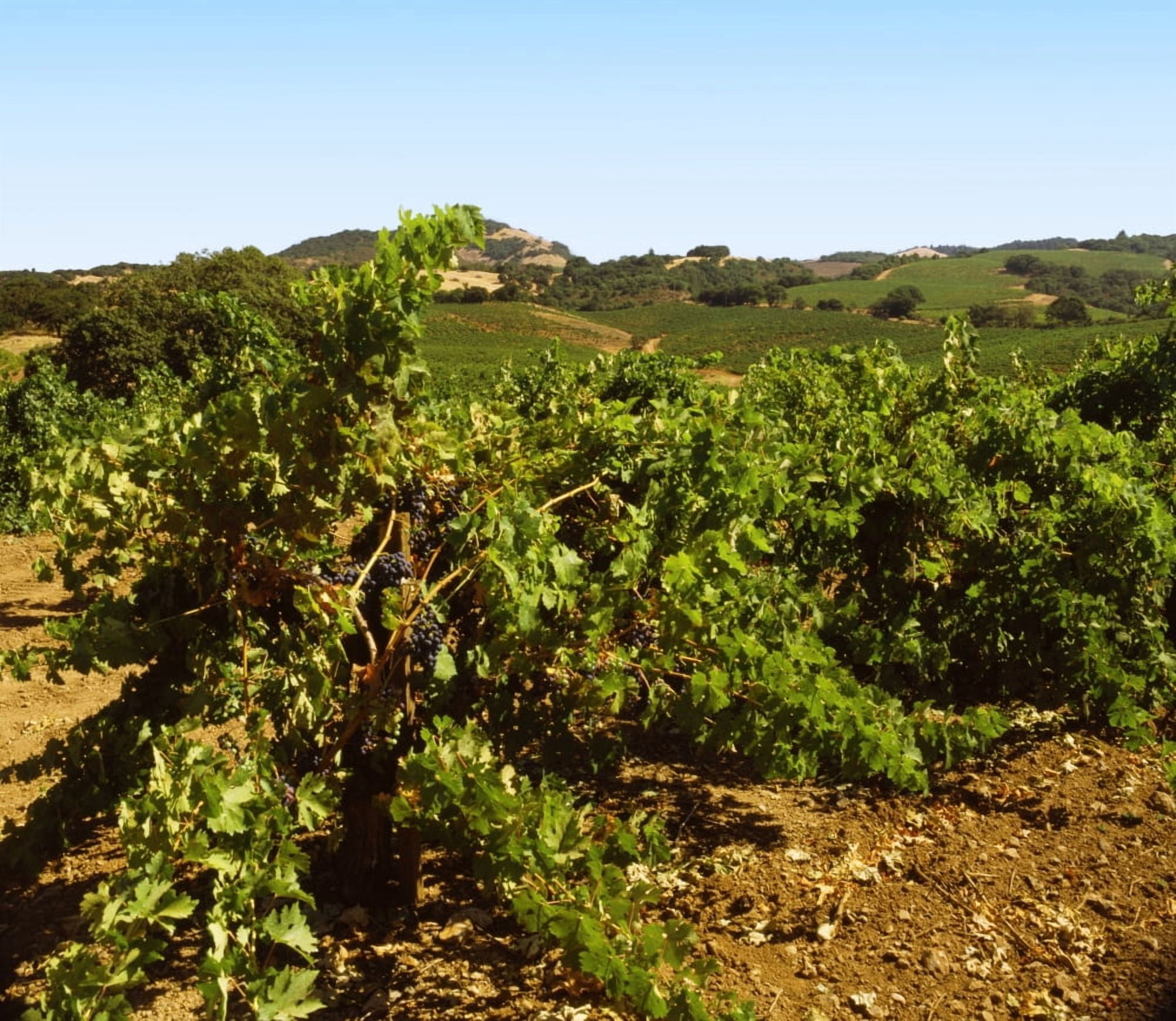 Vineyard at Kunde Estate Winery Sonoma Valley California USA Canvas Art - Panoramic Images (24 x 24)