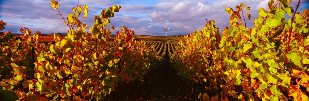 Vineyard at Napa Valley California USA Canvas Art - Panoramic Images (27 x 9)