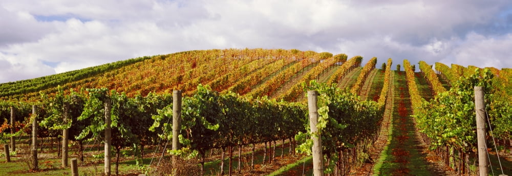Vineyard at Napa Valley California USA Canvas Art - Panoramic Images (27 x 9)