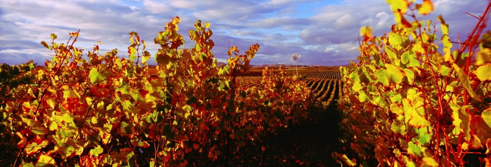Vineyard at Napa Valley California USA Canvas Art - Panoramic Images (36 x 12)