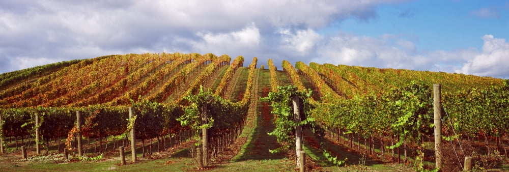 Vineyard at Napa Valley California USA Canvas Art - Panoramic Images (36 x 12)