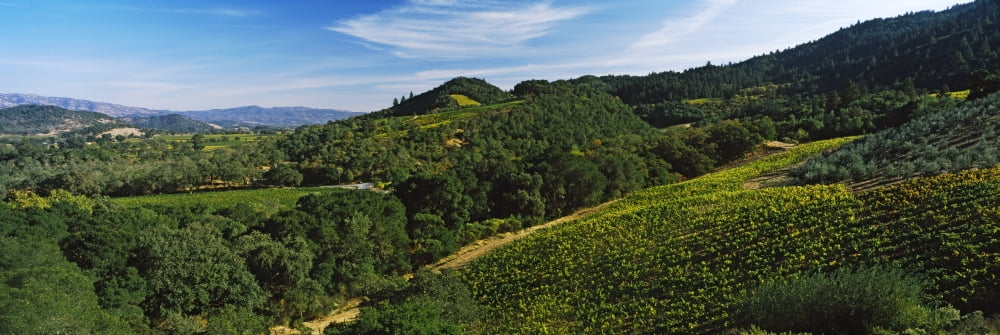 Vineyard at Napa Valley Wine Country California USA Canvas Art - Panoramic Images (27 x 9)