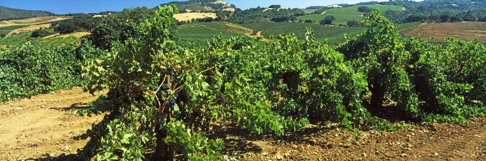 Vineyard at Napa Valley Wine Country California USA Canvas Art - Panoramic Images (27 x 9)