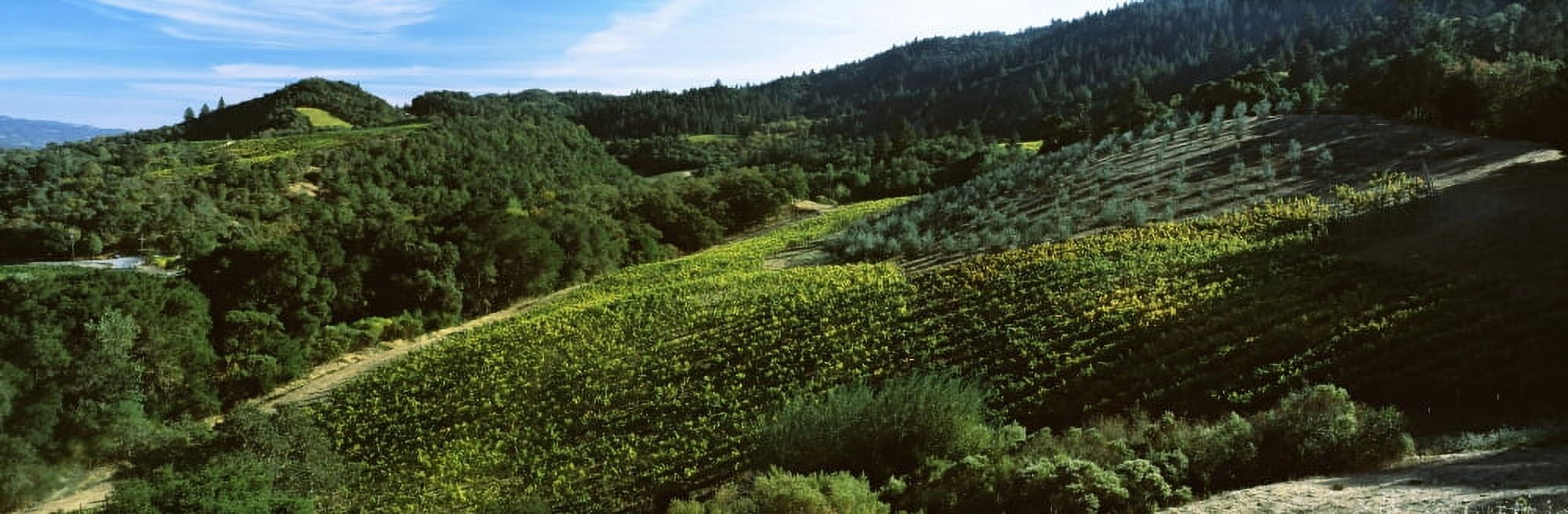 Vineyard at Napa Valley Wine Country California USA Canvas Art - Panoramic Images (27 x 9)