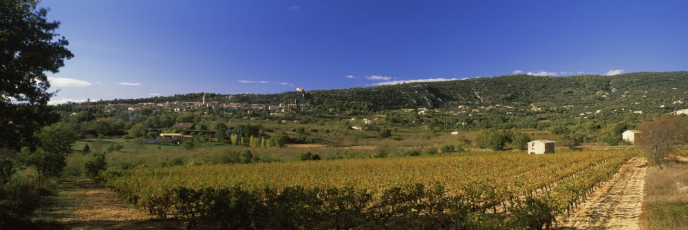 Vineyard at Saint-Saturnin-les-Apt Vaucluse Provence-Alpes-Cote DAzur France Canvas Art - Panoramic Images (12 x 36)
