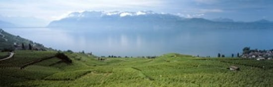 Vineyard at the lakeside Lake Geneva Switzerland Canvas Art - Panoramic Images (36 x 12)