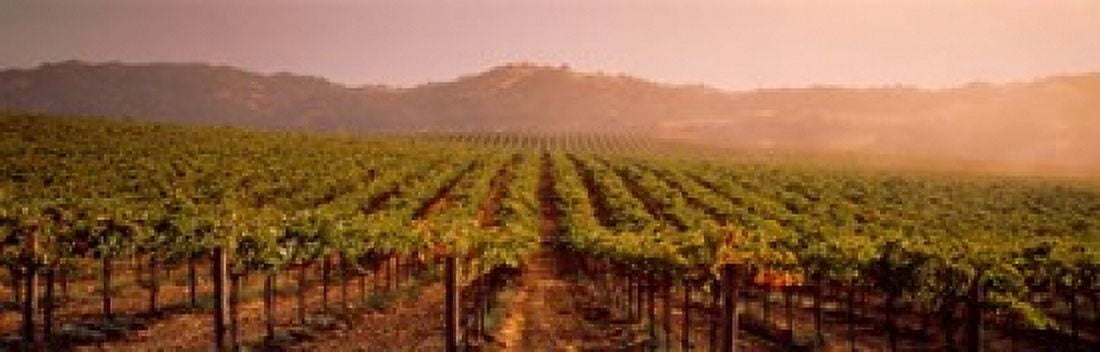 Vineyard in Geyserville CA Canvas Art - Panoramic Images (38 x 12)