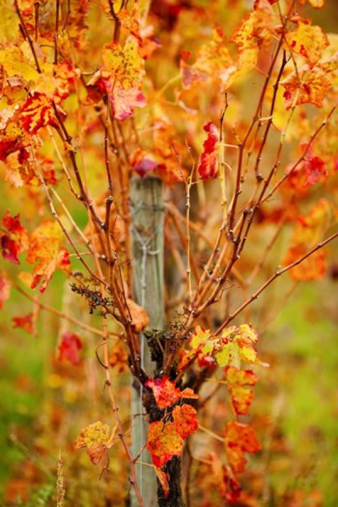 Vineyard in autumn Gaillac Tarn Midi-Pyrenees France Canvas Art - Panoramic Images (24 x 36)