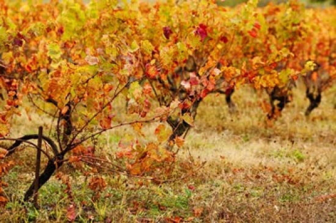 Vineyard in autumn Gaillac Tarn Midi-Pyrenees France Canvas Art - Panoramic Images (36 x 24)