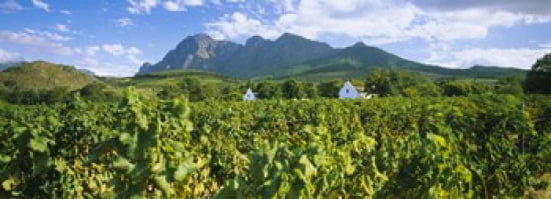 Vineyard in front of mountains Babylons Torren Wine Estates Paarl Western Cape Cape Town South Africa Canvas Art - Panoramic Images (18 x 7)