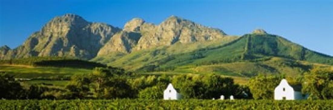 Vineyard in front of mountains Babylons Torren Wine Estates Paarl Western Cape Cape Town South Africa Canvas Art - Panoramic Images (18 x 7)