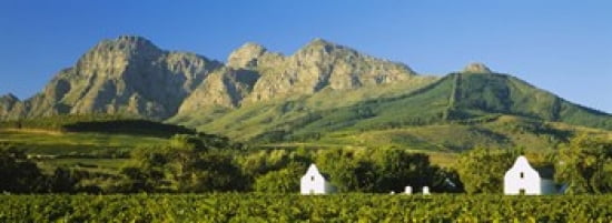 Vineyard in front of mountains Babylons Torren Wine Estates Paarl Western Cape Cape Town South Africa Canvas Art - Panoramic Images (36 x 13)