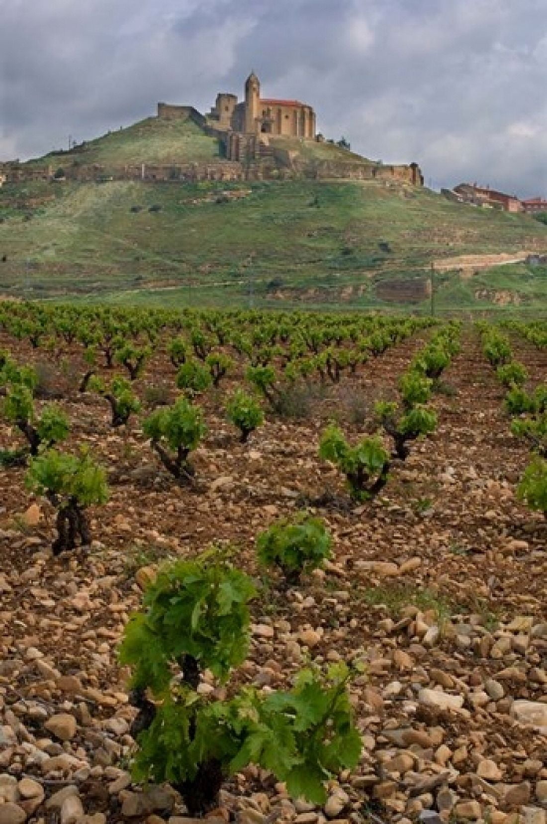 Vineyard in stony soil with San Vicente de la Sonsierra Village La Rioja Spain Canvas Art - Janis Miglavs DanitaDelimont (11 x 17)