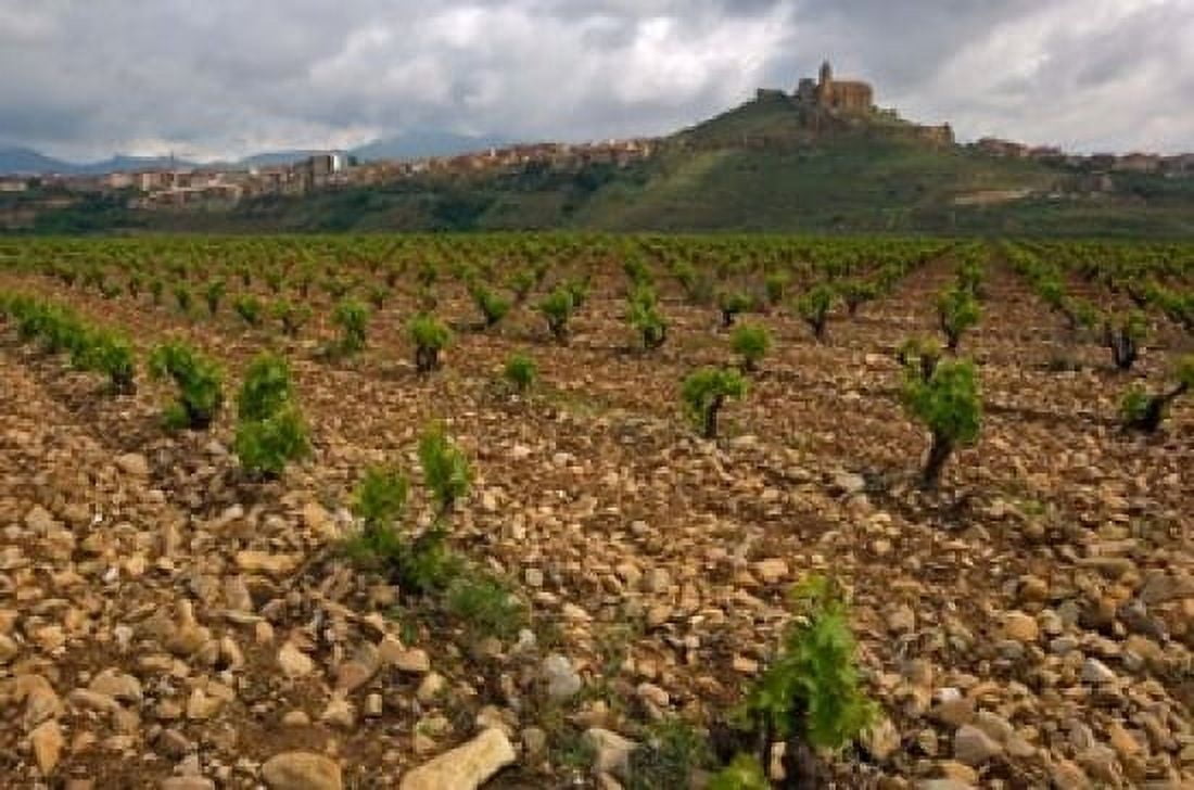 Vineyard in stony soil with San Vicente de la Sonsierra Village La Rioja Spain Canvas Art - Janis Miglavs DanitaDelimont (24 x 15)