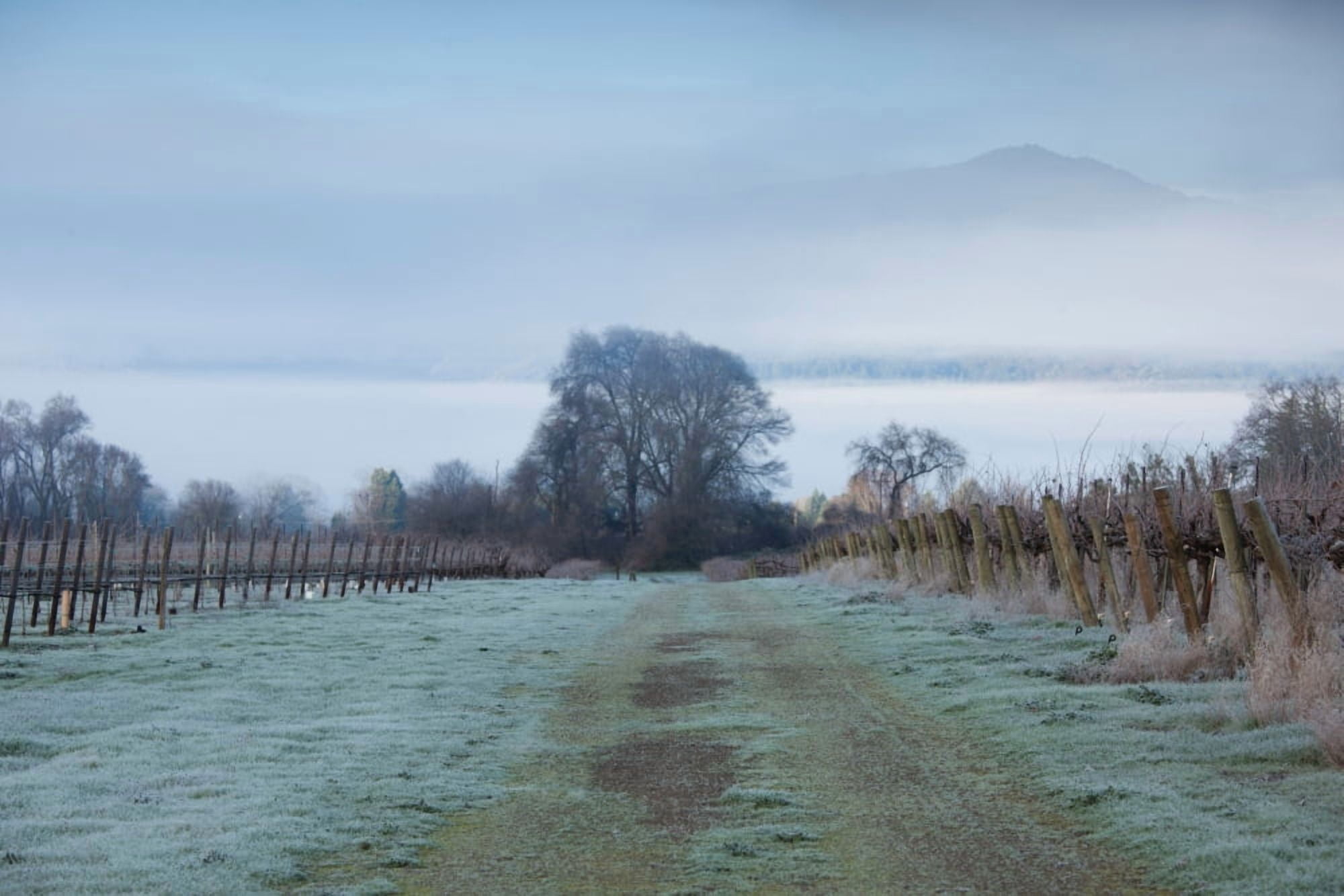 Vineyard in winter during fog Ukiah North Coast California USA Canvas Art - Panoramic Images (27 x 9)