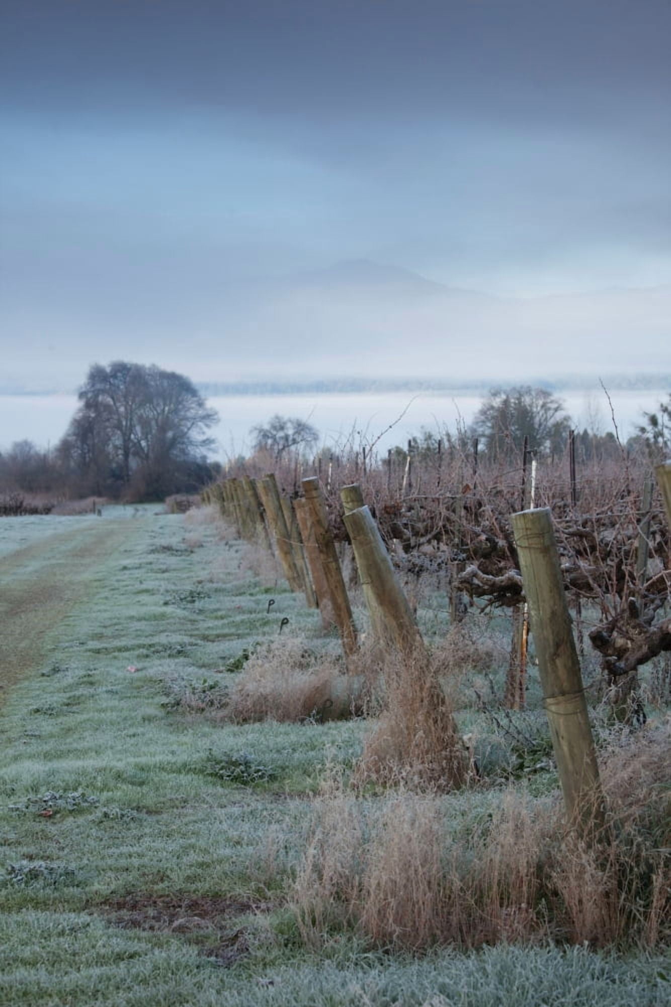 Vineyard in winter during fog Ukiah North Coast California USA Canvas Art - Panoramic Images (27 x 9)