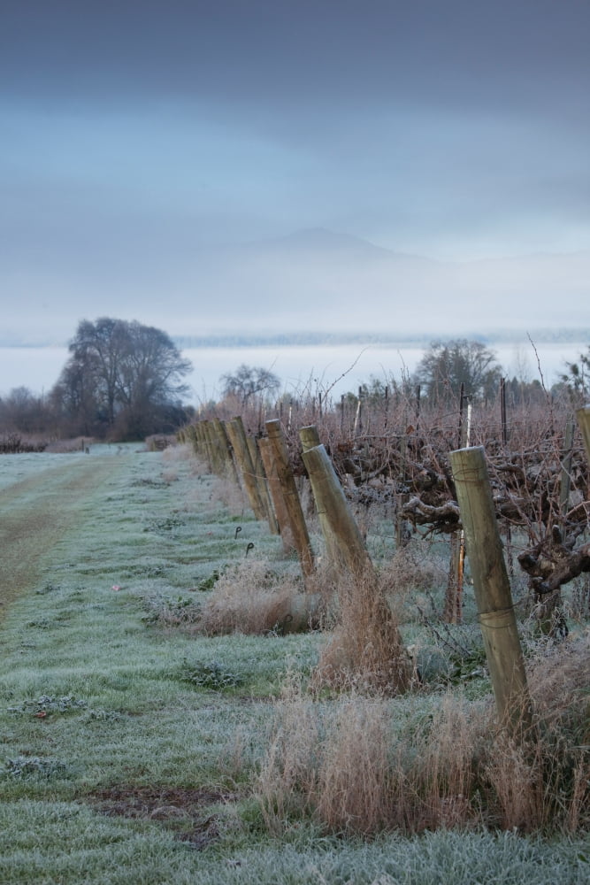 Vineyard in winter during fog Ukiah North Coast California USA Canvas Art - Panoramic Images (36 x 12)