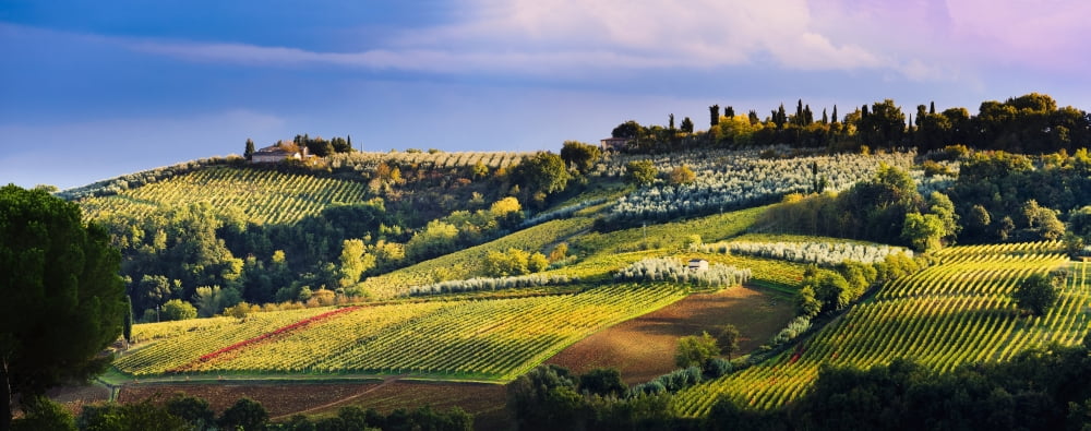 Vineyard near San Gimignano Tuscany Italy Canvas Art - Yves Marcoux Design Pics (36 x 14)