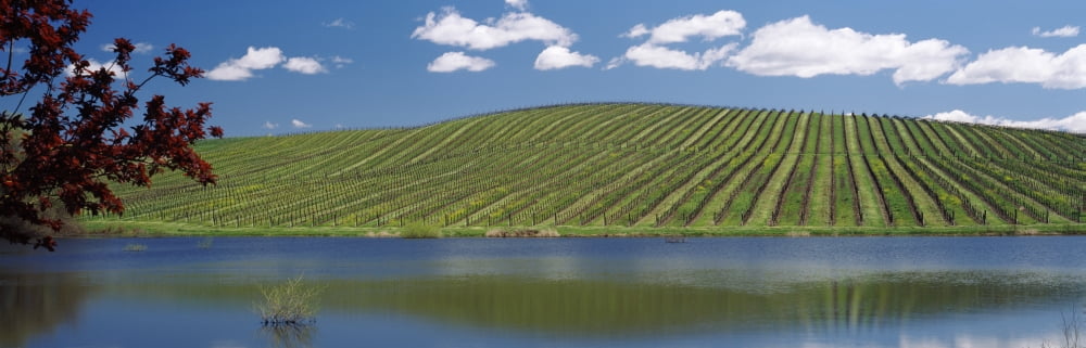 Vineyard near a lake Napa County California USA Canvas Art - Panoramic Images (6 x 18)