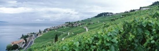 Vineyard on a hillside in front of a lake Lake Geneva Rivaz Vaud Switzerland Canvas Art - Panoramic Images (36 x 12)