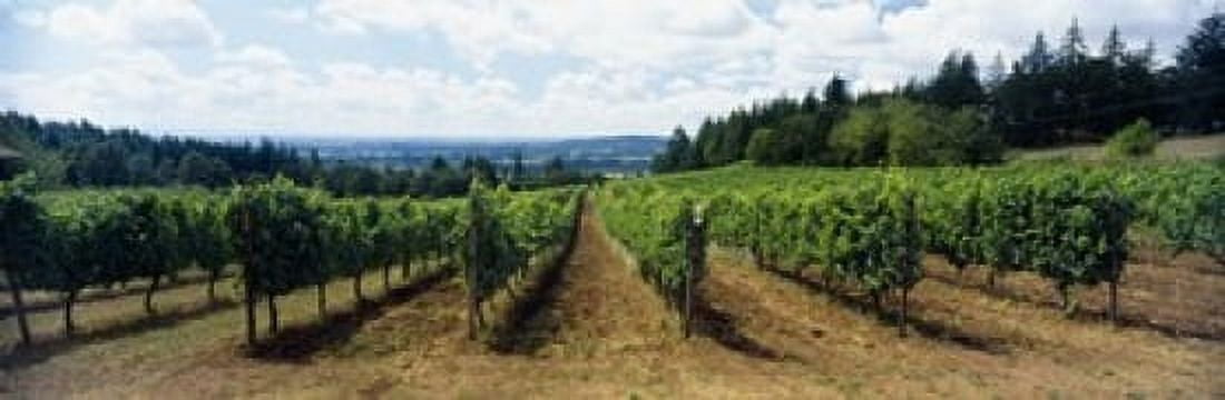 Vineyard on a landscape Adelsheim Vineyard Newberg Willamette Valley Oregon USA Canvas Art - Panoramic Images (18 x 6)