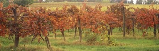 Vineyard on a landscape Apennines Emilia-Romagna Italy Canvas Art - Panoramic Images (36 x 12)