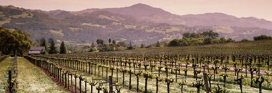 Vineyard on a landscape Asti California USA Canvas Art - Panoramic Images (36 x 13)